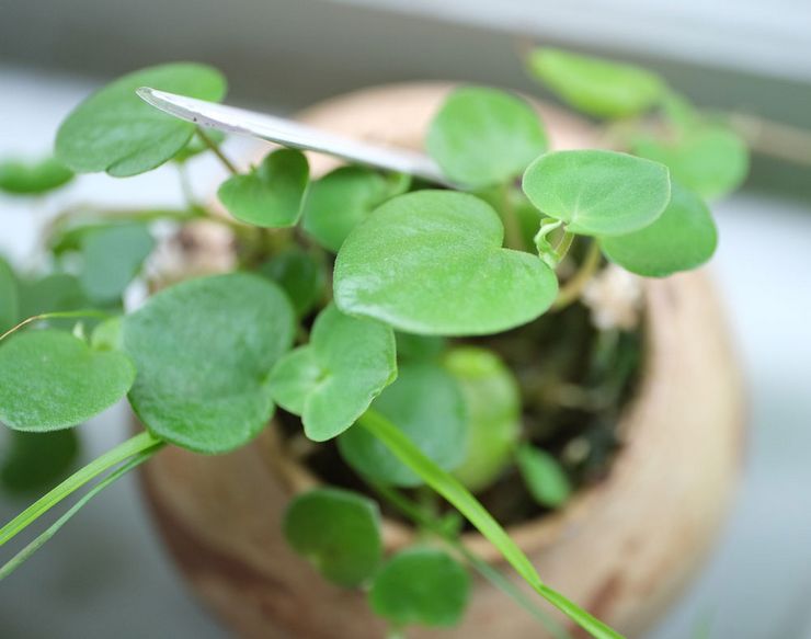 Peperomia snigende