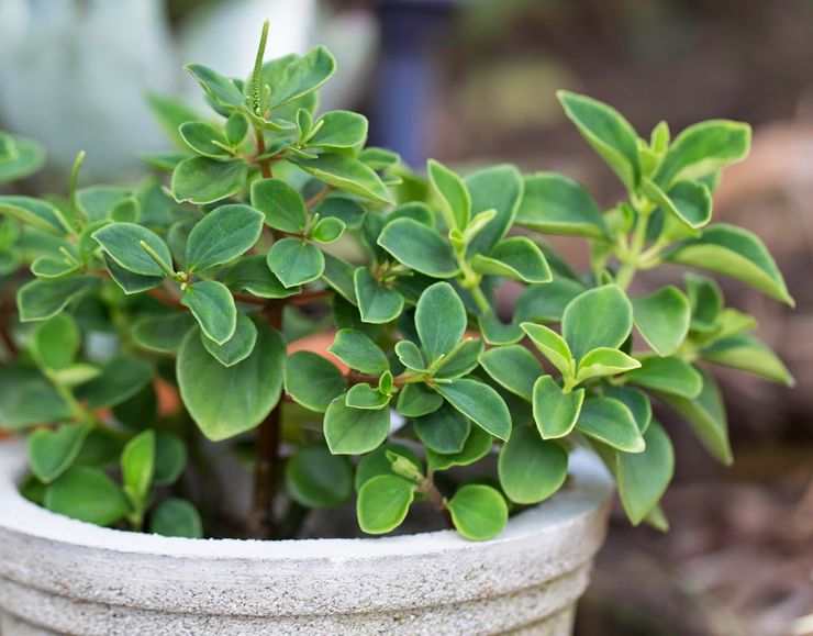 Peperomia er behagelig