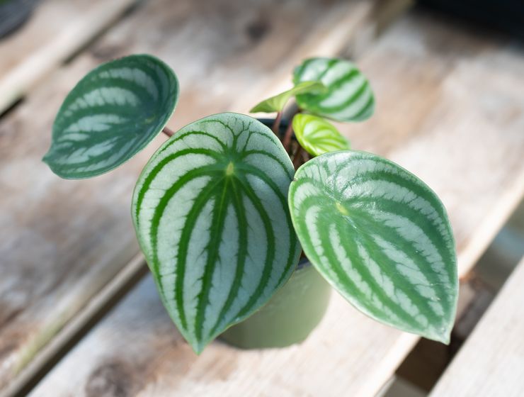 Peperomia sølvfarvet