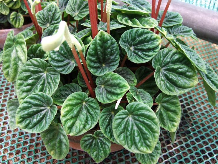 Peperomia skrumpede