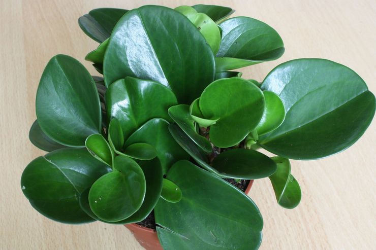 Peperomia حادة الأوراق