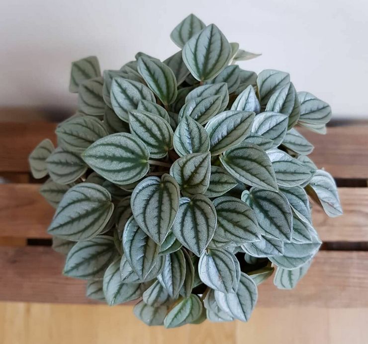 Beskrivelse af peperomia