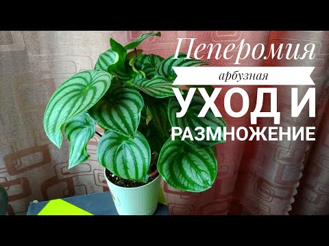 البطيخ Peperomia // الزهور الداخلية