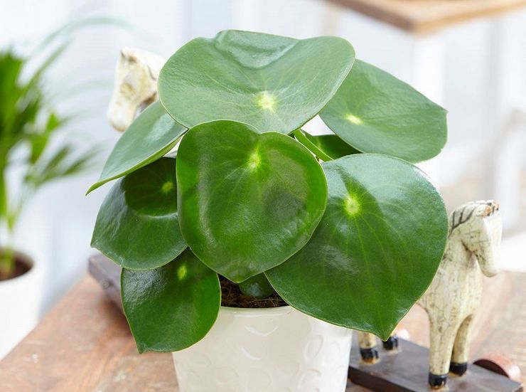 Peperomia vandingstilstand