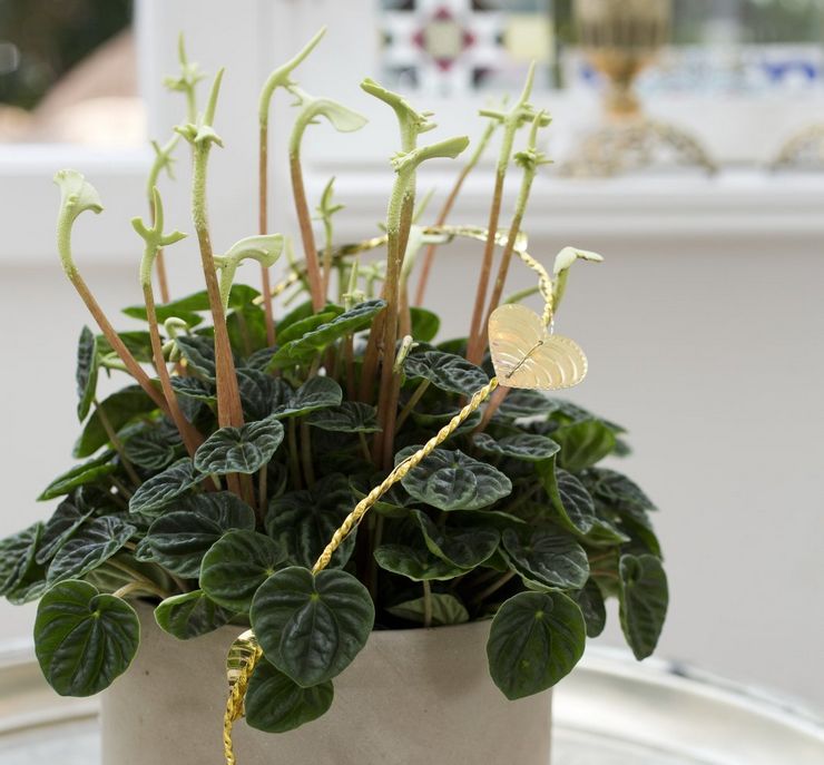 Topdressing af peperomia