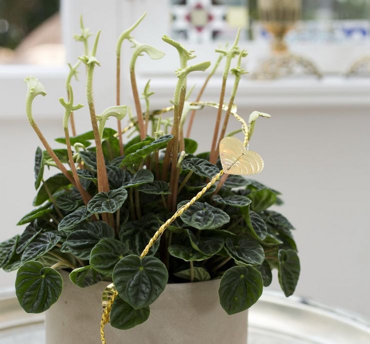 أعلى صلصة من peperomia