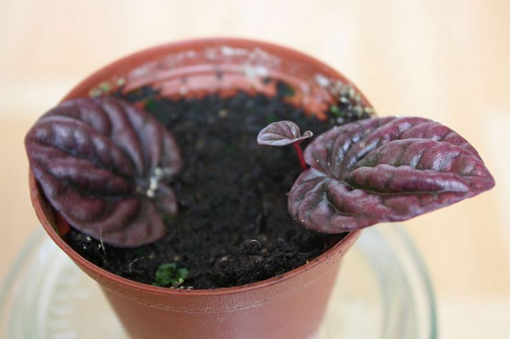 Reproduktionsmetoder for peperomia