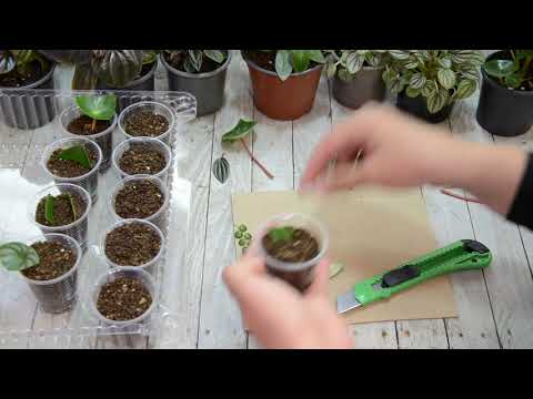 Reproduktion af Peperomia