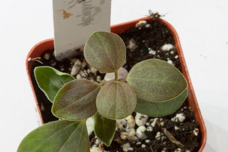 Peperomia fløjlsagtig