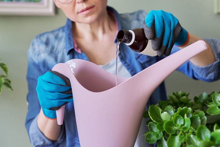 Hydrogenperoxid til indendørs blomster