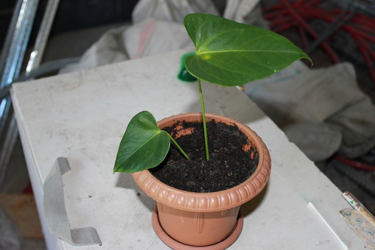 Opdeling af anthurium under transplantation