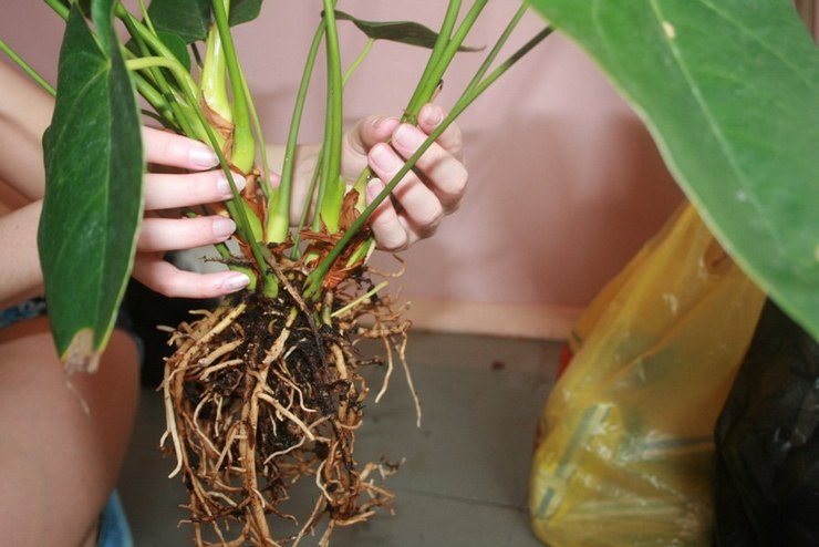 Sådan transplanteres anthurium korrekt derhjemme