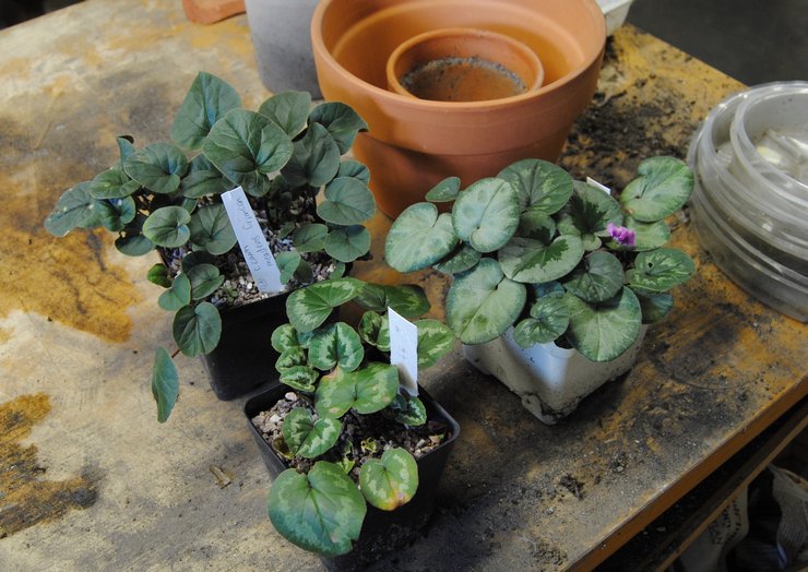 Cyclamen -transplantation derhjemme