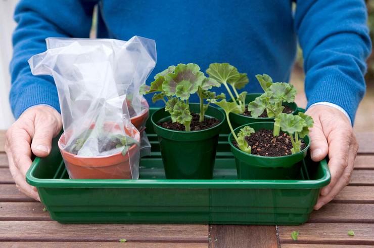 Hvornår skal pelargoner transplanteres?