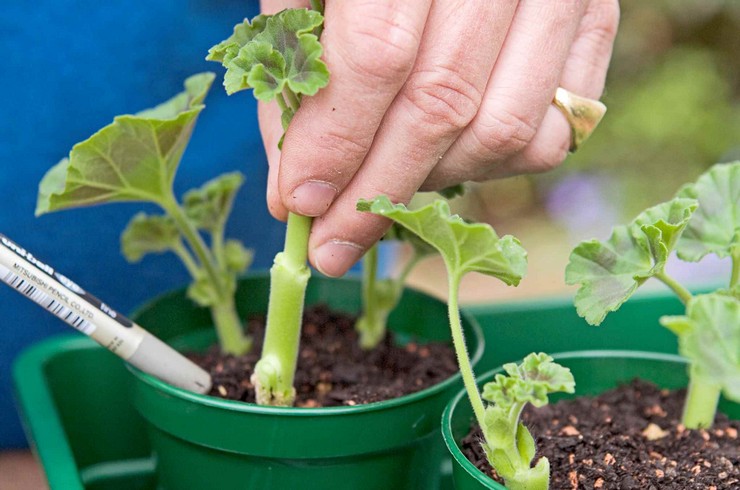 Sådan transplanteres pelargoner korrekt