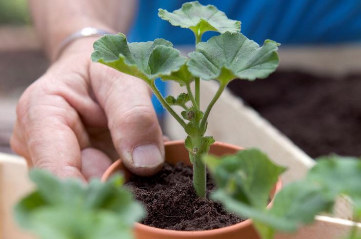 Geranium (pelargonium) -siirto. Kuinka siirtää pelargonioita oikein