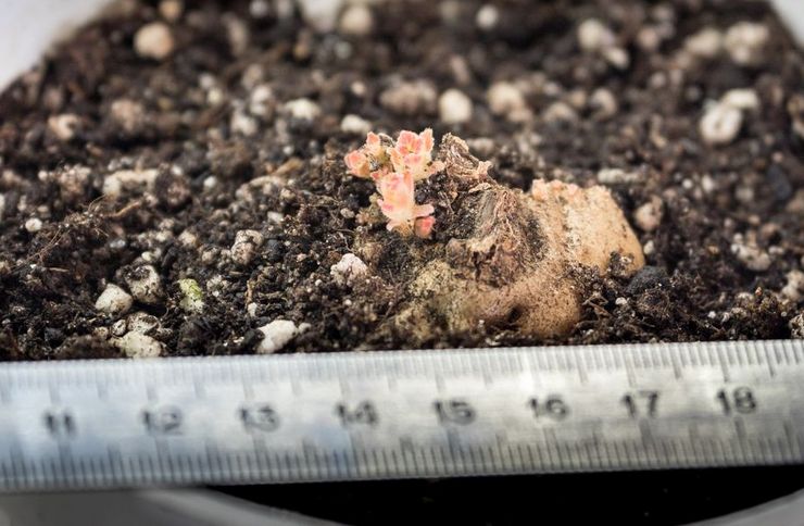 Η Gloxinia προτιμά ελαφρύ, θρεπτικό, διαπερατό από υγρασία χώμα με καλή διαπερατότητα αέρα