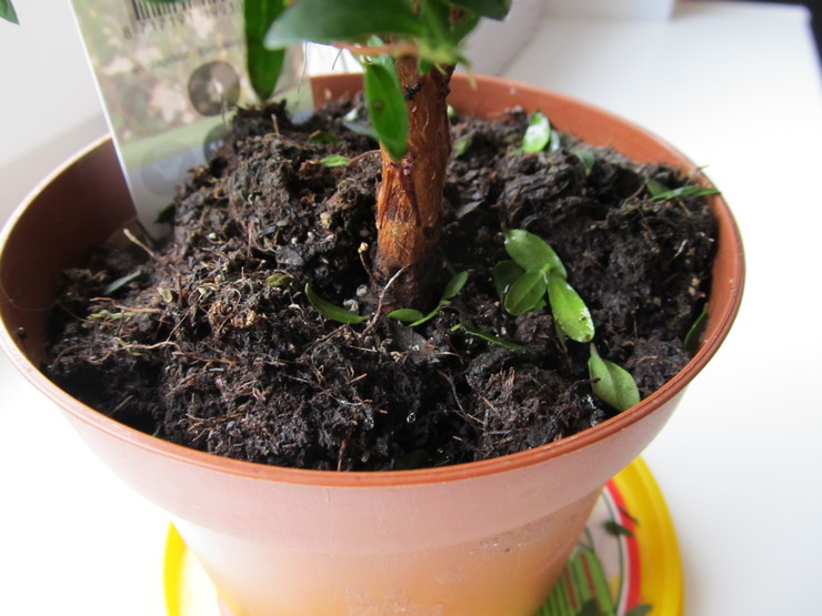 Transplantácia myrty. Kedy a ako správne transplantovať myrtu