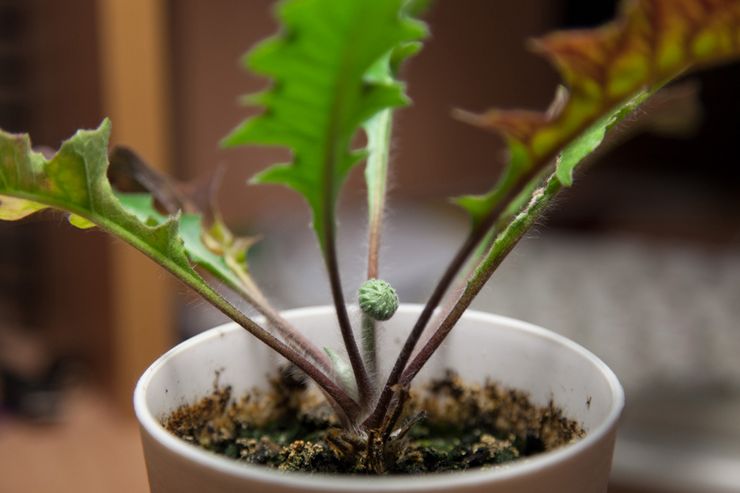 Sådan fjernes en plante fra en hvilende periode