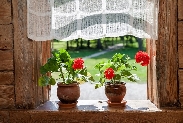 Sommeren er den mest aktive tid for vækst og udvikling af indendørs planter.