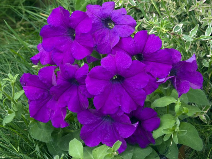 Storblomstret petunia (grandiflora)