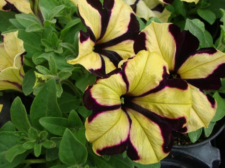 Rigelig petunia (floribunda)