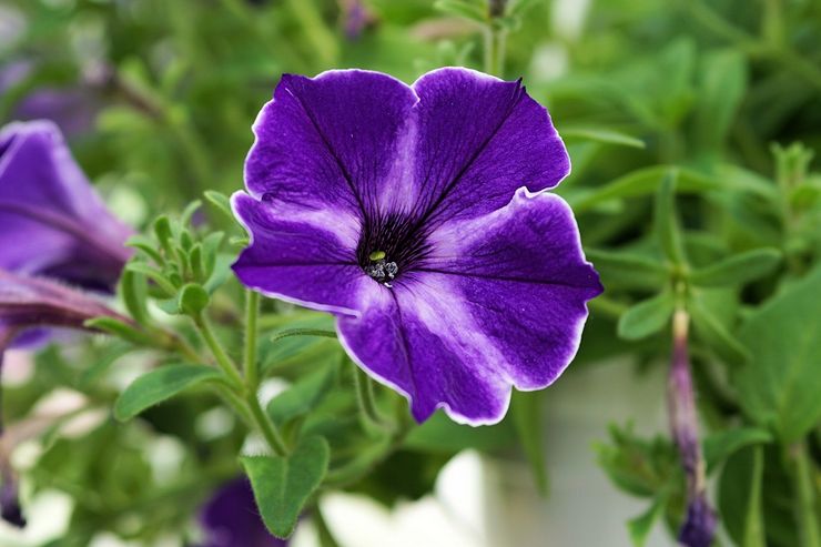 Beskrivelse af petunia