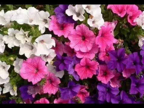 DEN KORREKTE PLEJE AF PETUNIA TIL RIGGENDE BLOMSTER!