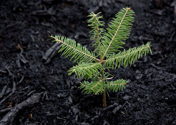 Plantning af gran i åben grund