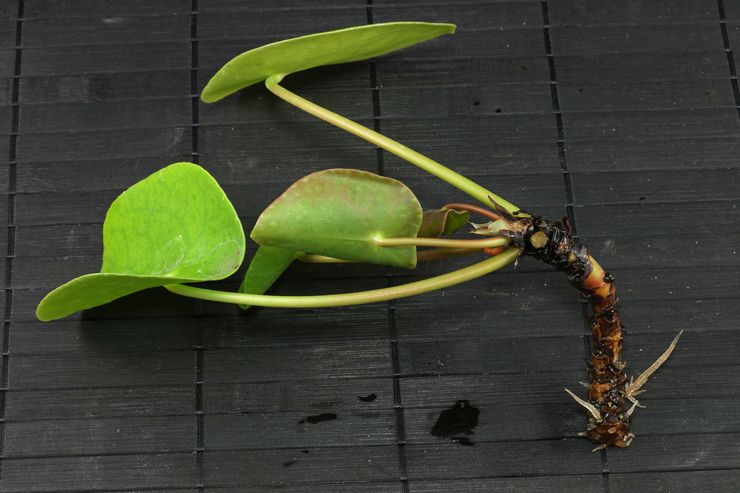 Pilea avlsmetoder