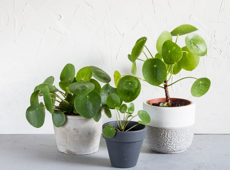 Pilea plante