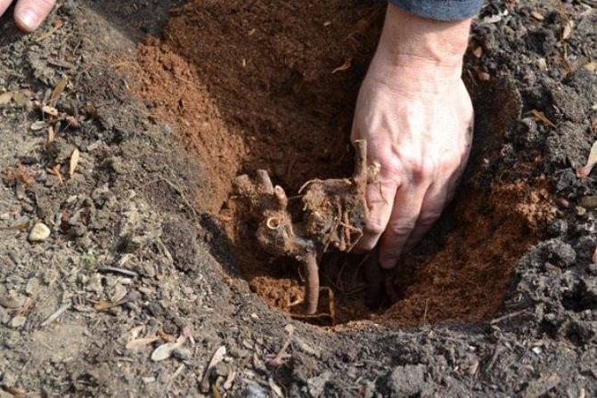 Plantning foretages bedst i slutningen af ​​august eller begyndelsen af ​​september, så planten når at slå rod i kulden