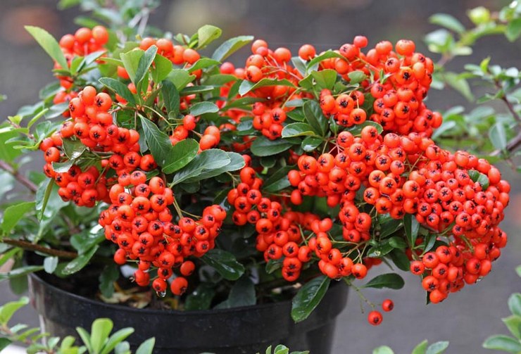 Dyrkning af pyracantha fra frø