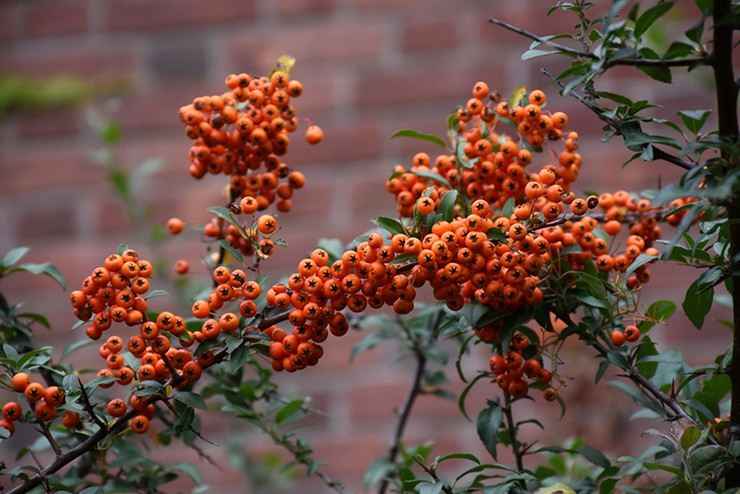 Pas på en pyracantha i haven