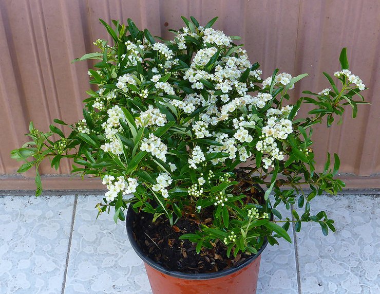 Reproduktion af pyracantha