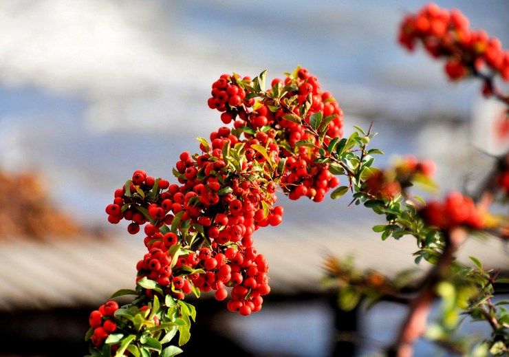 Pyracantha في تصميم المناظر الطبيعية