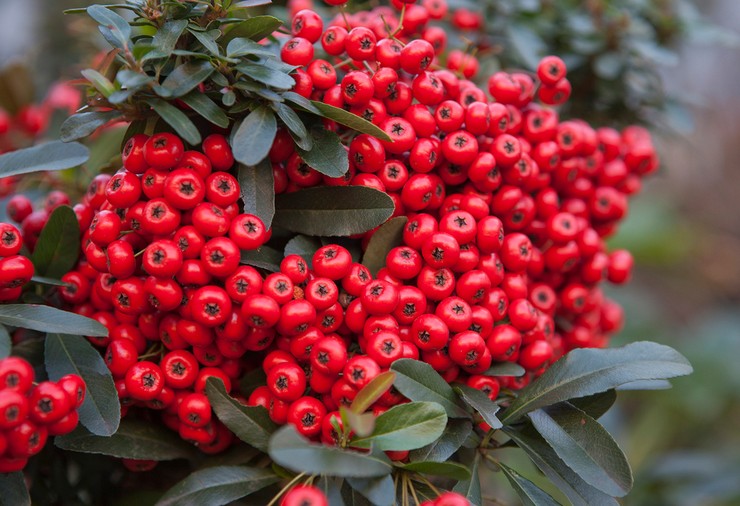 Pyracantha: φύτευση και φροντίδα σε ανοιχτό χωράφι, καλλιέργεια, φωτογραφίες και είδη