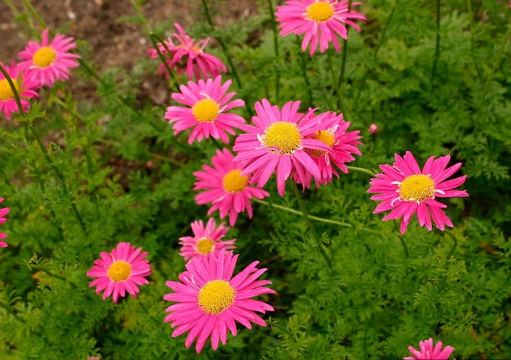 Pyrethrum pink