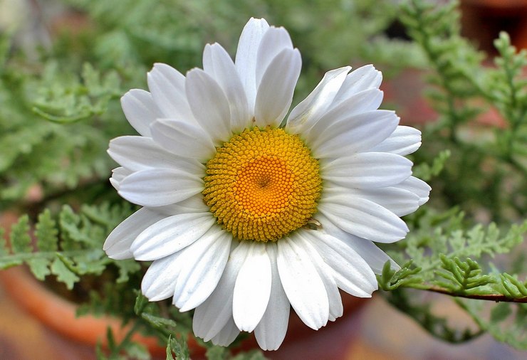 Beskrivelse af feberblomsten