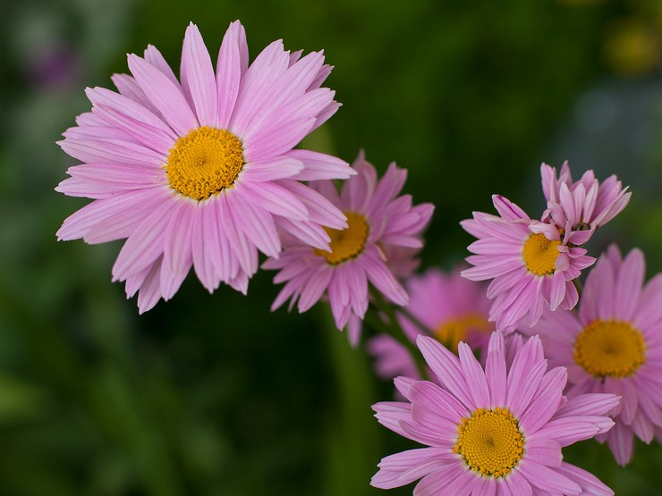 Sygdomme og skadedyr af pyrethrum