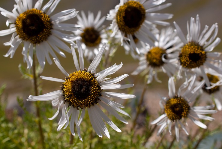 Το Feverfew είναι όμορφο