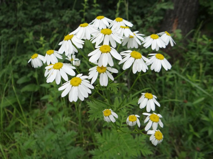 Pyrethrum corymbose