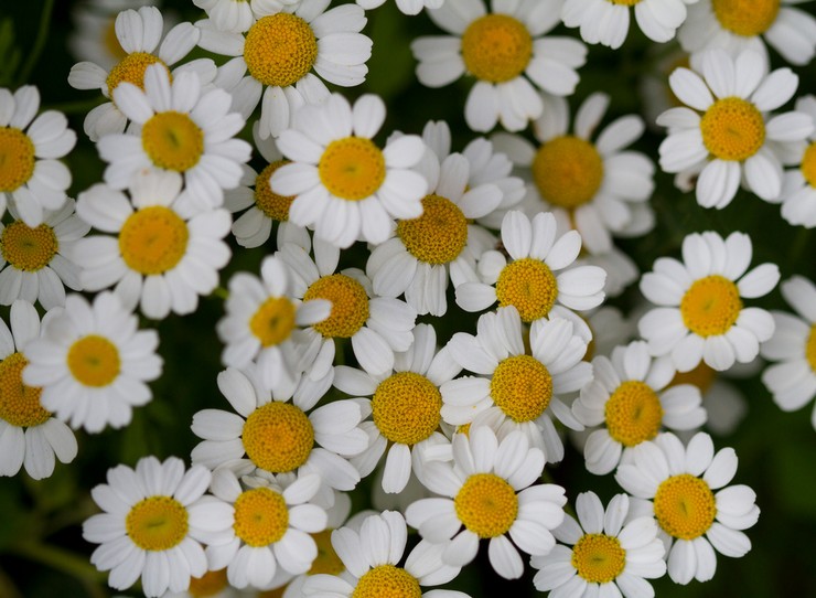 Pyrethrum