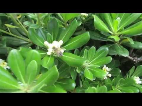 Pittosporum عادي Tobira Pittosporum النحل على الزهور كريات يام إسرائيل