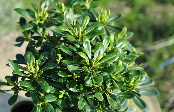Pittosporum (بذور الراتنج) - الرعاية المنزلية. زراعة Pittosporum وزرعها وتكاثرها. الوصف والأنواع. صورة فوتوغرافية