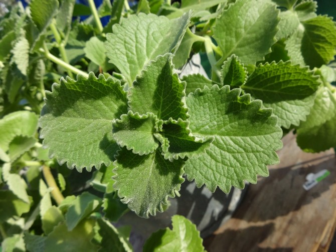 ينمو Plectrantus بسرعة كبيرة وينفق كل طاقته على بناء جزء الورقة.