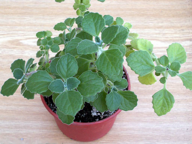 Det er nødvendigt at transplantere plectrantus umiddelbart efter køb af planten.