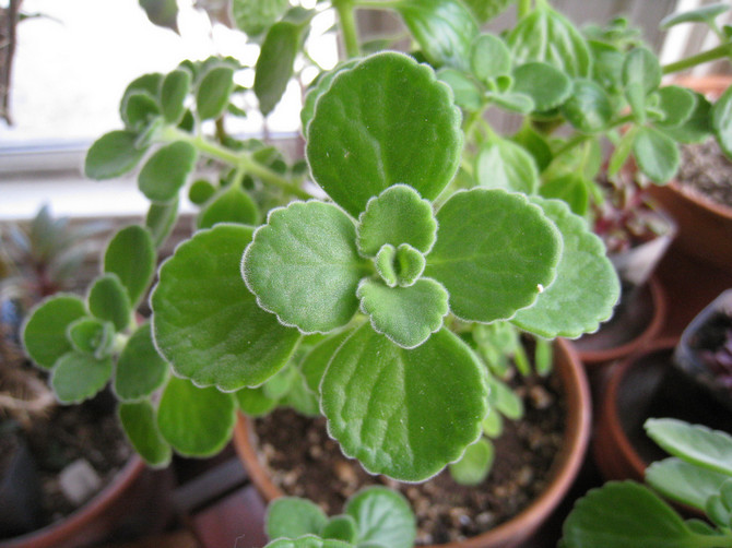 Folkemærker forbundet med plectranthus