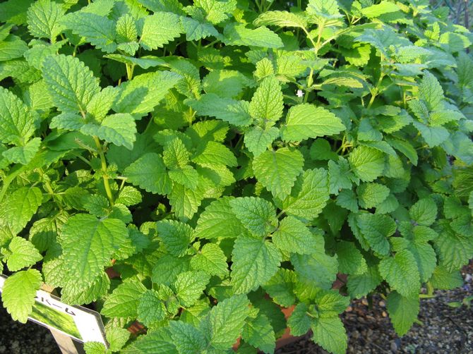 Plectrantus - الرعاية المنزلية. زراعة البليترانتوس وزرعها وتكاثرها. الوصف والأنواع. صورة فوتوغرافية
