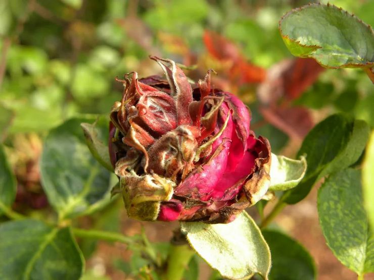 Škodcovia a choroby popínavých ruží